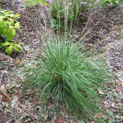 Muhly Grass